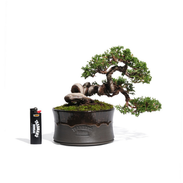 真柏 -斜幹- （推定樹齢20年） 詳細画像